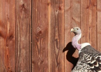 What is Bankruptcy? 5 Key Facts You Need to Know Before Making a Decision