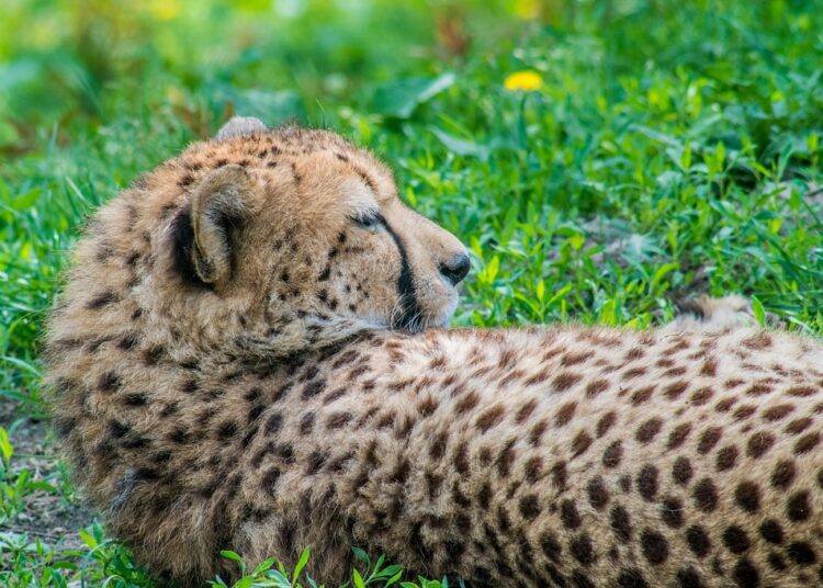 What is the Fastest Way to Become Debt-Free? Discover the Top 5 Methods!