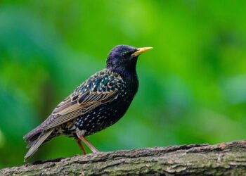 10 Creative Photography Side Hustles You Can Start Today to Boost Your Income