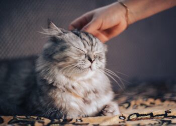 10 Essential Budgeting Tips Every Business Owner Needs to Know