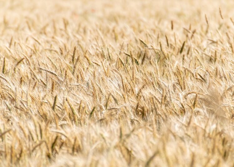 10 Essential Tips for Successful Yield Farming: Boost Your Crypto Earnings Today!