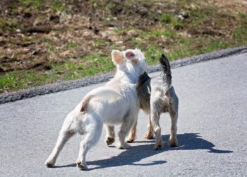 10 Essential Tips on How to Get a Small Business Loan Without the Hassle