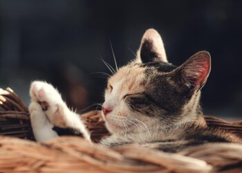 10 Simple Steps to Create a Lazy Portfolio That Grows While You Sleep