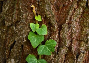 10 Strategies to Maximize Your HYSA Returns and Boost Your Savings