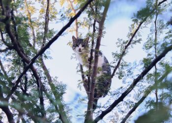 10 Surprising Facts About Credit Scores: What You Need to Know!