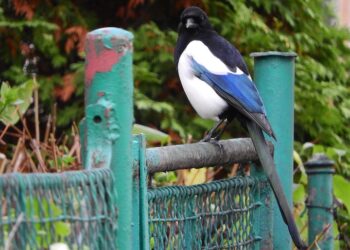 5 Crucial Benefits of Having a Co-Signer on Your Loan You Should Know