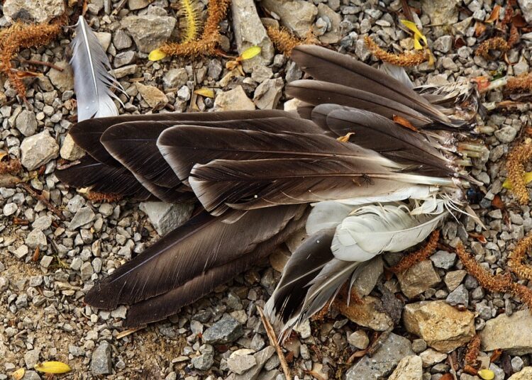 5 Easy and Creative Ways to Transform Leftovers into Gourmet Dishes