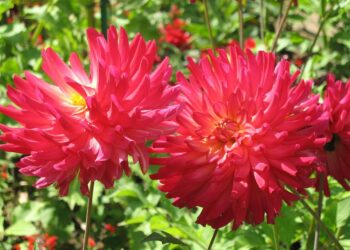 5 Essential Steps to Take if You Discover a Lien on Your Property