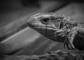 5 Essential Tools to Help You Monitor Your Credit Effectively