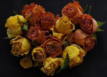 5 Key Reasons to Consider Cryptocurrency for Your Retirement Fund