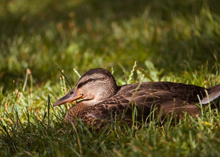 5 Simple Steps to Start Automatic Savings and Boost Your Financial Health 5 Simple Steps to Start Automatic Savings and Boost Your Financial Health