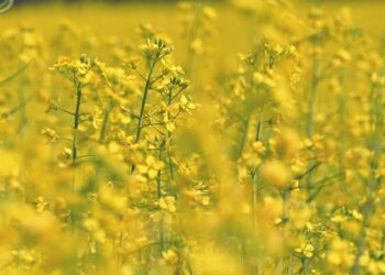 7 Essential Tips for Beginners: How to Navigate the World of Commodity Investing