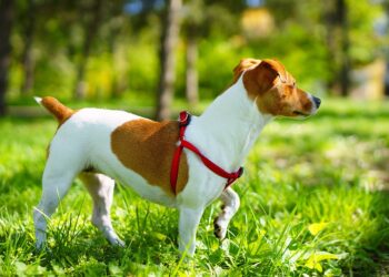 7 Essential Tips on How to Spot a Crypto Scam and Protect Your Investments