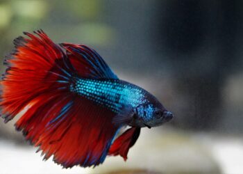 7 Reasons Why Smart Beta Strategies Are a Game Changer for Robo-Advisors and Investors Alike