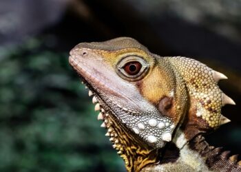 Average Australian Net Worth by Age: What You Should Aim for in Your 20s, 30s, and Beyond