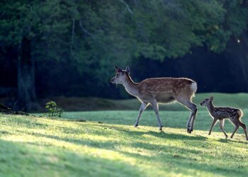 How to Achieve Financial Independence as a Single Parent: A Step-by-Step Guide