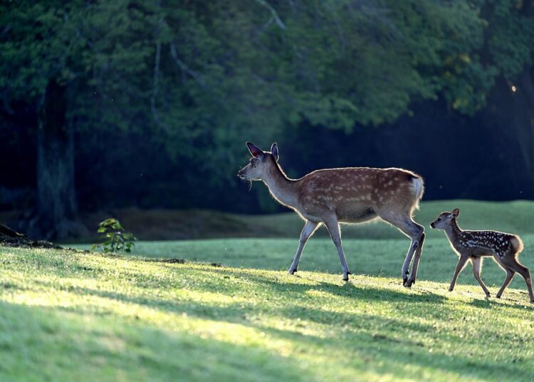 How to Achieve Financial Independence as a Single Parent: A Step-by-Step Guide