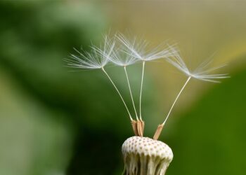 How to Build Your Credit Score: Navigating a Thin Credit File