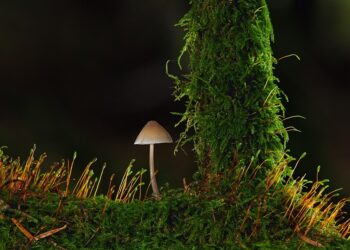 How to Choose the Best Robo-Advisors for Small Accounts: A Step-by-Step Guide