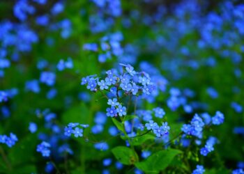 How to Choose the Right Robo-Advisor: A Simple Quiz to Discover Your Best Fit