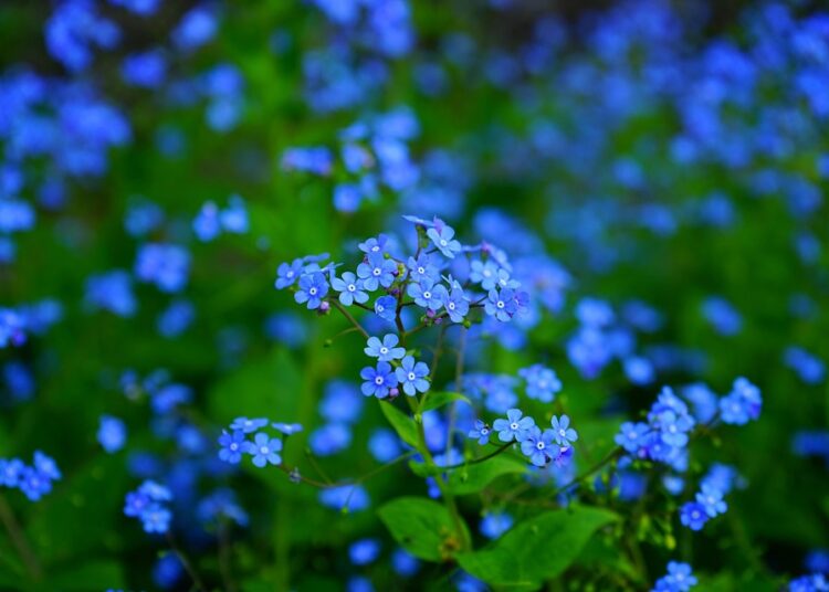 How to Choose the Right Robo-Advisor: A Simple Quiz to Discover Your Best Fit