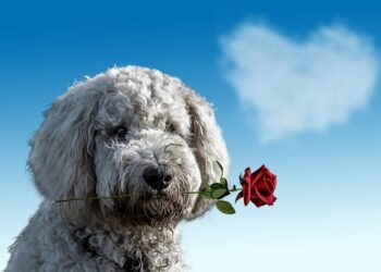 How to Improve Your Credit Score in 30 Days: A Complete Step-by-Step Guide