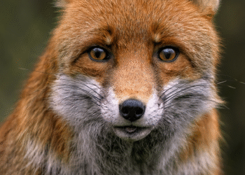 How to Set Up a Fraud Alert: Step-by-Step Instructions for Safer Credit