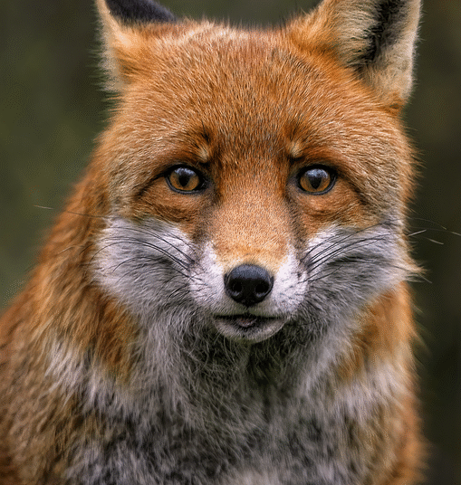 How to Set Up a Fraud Alert: Step-by-Step Instructions for Safer Credit