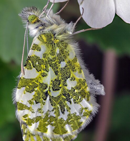 How to Start a Budget-Friendly Garden: Frugal Gardening Tips for Beginners
