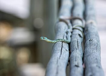 How to Use a Line of Credit: A Step-by-Step Guide for Smart Borrowing