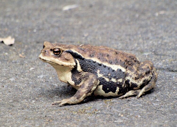 Is Your Emergency Fund Depleted? Here’s How to Bounce Back Financially