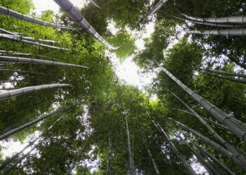 Top 5 Differences Between FICO and VantageScore: What Every Consumer Needs to Know