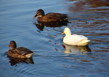 Top 5 Differences Between VOO and VTI: Which ETF Suits Your Financial Goals?