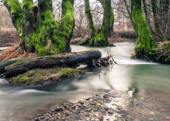 Top 7 Reasons Why Franchises Can Be a Lucrative Passive Income Stream