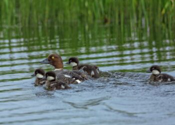 Top 7 Strategies for Single Parents: How to Pay Off Debt Without Sacrificing Family Life