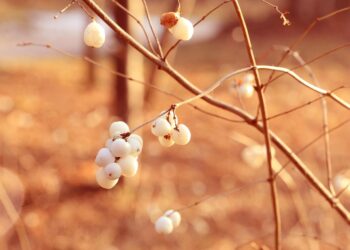 10 Reasons Why the Snowball Method is the Best Strategy for Paying Off Your Debts