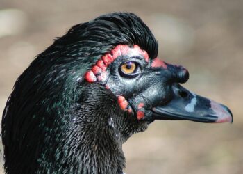 5 Reasons Why Home Equity Should Be Part of Your Net Worth Calculation