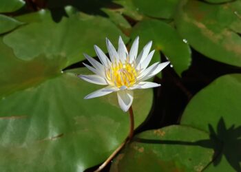 7 Essential Tools to Track Your Net Worth for a Smooth Path to Early Retirement