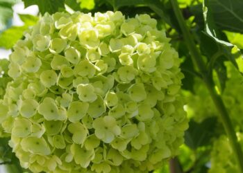 7 Powerful Ways the Snowball Effect Boosts Your Passive Income Streams