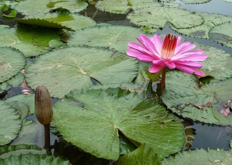 Are Robo-Advisors Right for Everyone? 5 Key Scenarios to Consider