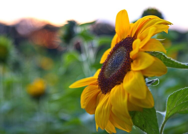 Are There Withdrawal Limits on HYSA? Here’s What You Need to Understand