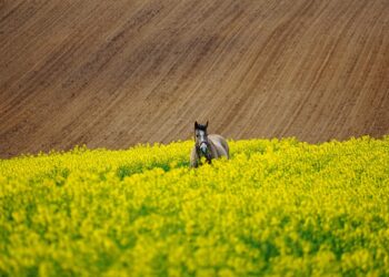 Feeling Overwhelmed by Debt? Here’s How to Break Free!