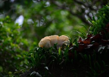 Frugal Living: Answering Your Top Questions About Thriving on One Income