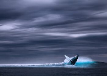 How to Spot a Crypto Whale: 5 Essential Tips for Investors