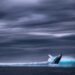 How to Spot a Crypto Whale: 5 Essential Tips for Investors