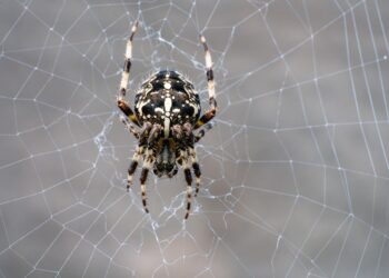 Is Knowing Your Net Worth Essential? Here’s Why You Should Care