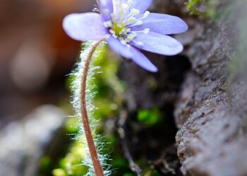 Is Your Risk Tolerance Right? How Robo-Advisors Can Help You Invest Smartly