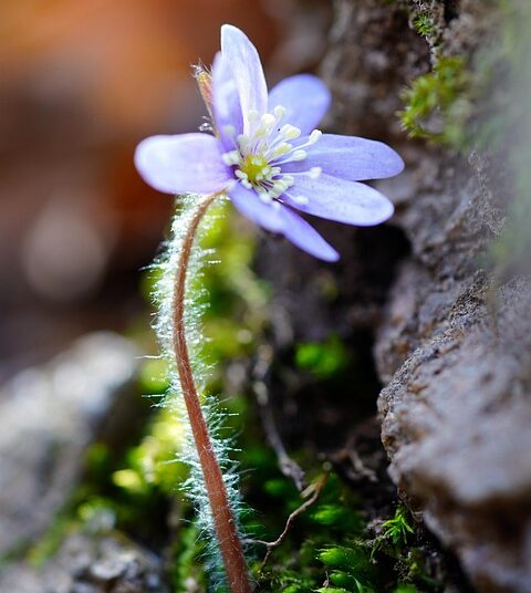 Is Your Risk Tolerance Right? How Robo-Advisors Can Help You Invest Smartly