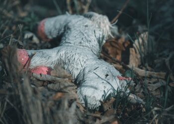 Is a HYSA the Best Choice for Your Emergency Fund? Here’s What You Need to Know!