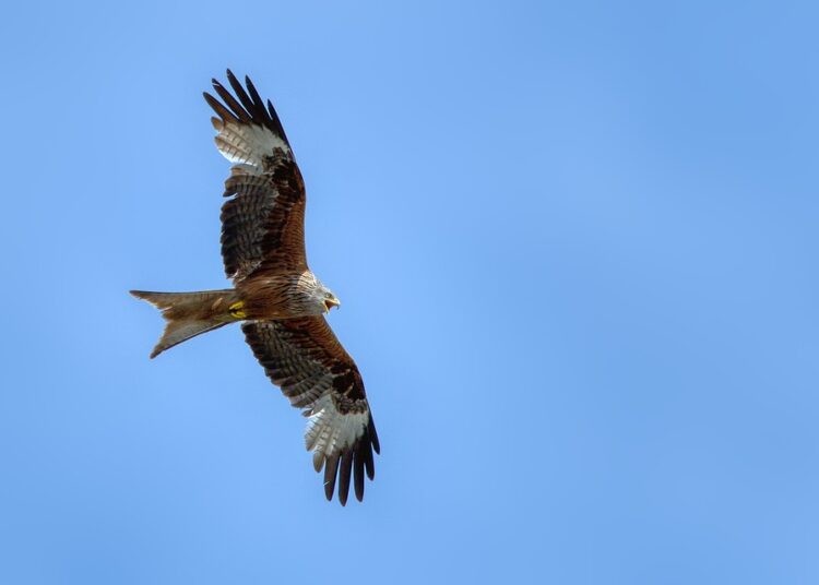 Is an 800 Credit Score Possible? Here’s How to Achieve It and Why It Matters